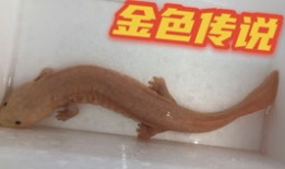 娃娃鱼的叫声视频,自然界的低音炮奇观